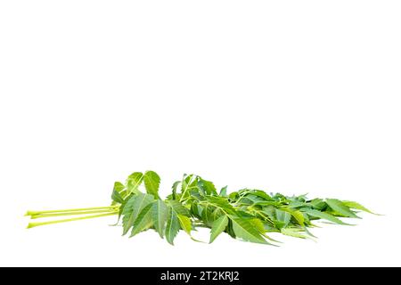 Chinaberry o Melia azedarach foglia su sfondo bianco isolato Foto Stock