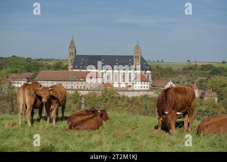 Bestiame Limpurg che pascolava in un prato di fronte al castello di Comburg, animali da fattoria, razza bovina, agricoltura, Schwaebisch Hall, Hohenlohe, Kochertal Foto Stock