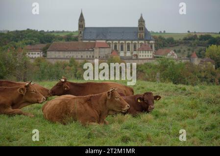 Bestiame Limpurg che pascolava in un prato di fronte al castello di Comburg, animali da fattoria, razza bovina, agricoltura, Schwaebisch Hall, Hohenlohe, Kochertal Foto Stock