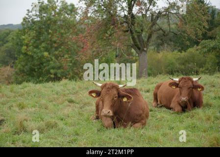 Bestiame Limpurg che pascolava in un prato di fronte al castello di Comburg, animali da fattoria, razza bovina, agricoltura, Schwaebisch Hall, Hohenlohe, Kochertal Foto Stock