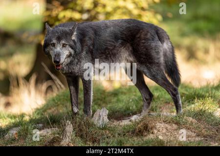 Timberwolf, lupo americano (Canis lupus occidentalis), nella foresta Foto Stock
