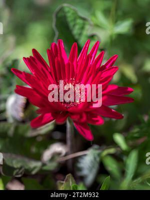 Fiore di Gerbera, un genere della famiglia delle Asteraceae. È molto popolare e ampiamente usato come pianta decorativa da giardino o come fiore tagliato. Foto Stock