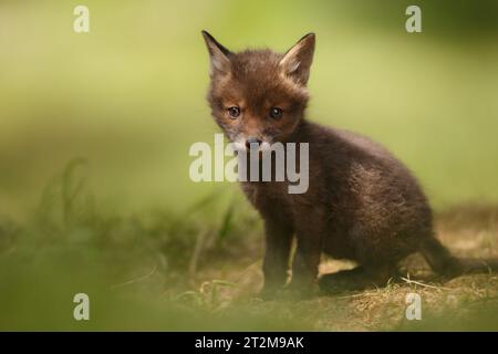 Cucciolo di volpe giovane Foto Stock