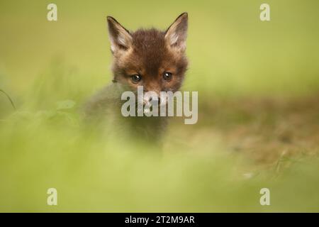 Cucciolo di volpe giovane Foto Stock