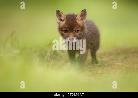 Cucciolo di volpe giovane Foto Stock