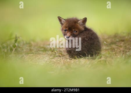 Cucciolo di volpe giovane Foto Stock