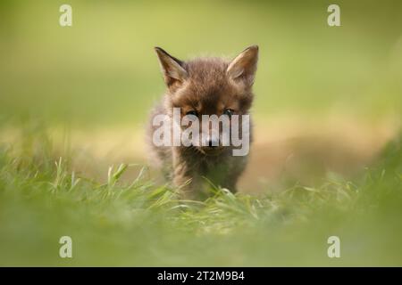 Cucciolo di volpe giovane Foto Stock