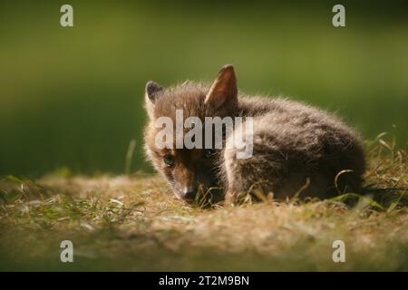 Cucciolo di volpe giovane Foto Stock