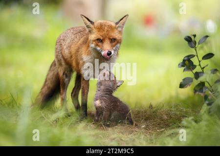 Un cucciolo di volpe molto piccolo che guarda in alto e' la madre di vixen Foto Stock