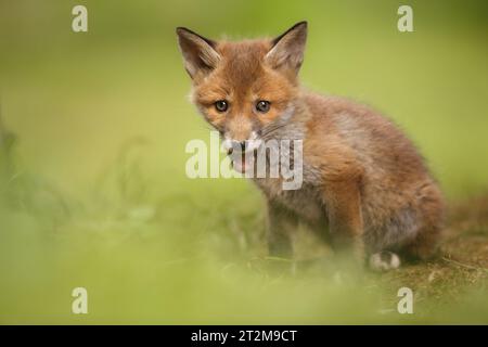 Cucciolo di volpe giovane Foto Stock