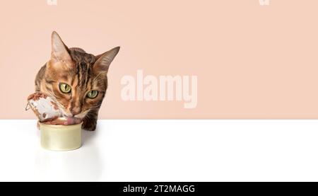 Gatto del Bengala e una lattina aperta di cibo umido per gatti. Copia spazio. Foto Stock