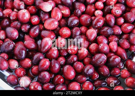 Mirtilli rossi freschi in un colino con acqua per preparare la salsa di mirtilli fatti in casa o gustarli. Vista dall'alto. Foto Stock