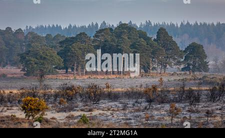 Una scena invernale autunnale di un piccolo bosco di pini in lontananza, con il paesaggio barone in primo piano che mostra nella New Forest, Hampshire, Foto Stock