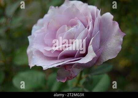 Eleganza rosa Rosa Rossa Romance classica bellezza rosa fioritura amore Scarlet splendore petali passionali emblema dell'amore Timeless Symbol Fragrant Blossoms Foto Stock