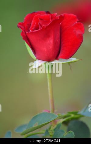 Eleganza rosa Rosa Rossa Romance classica bellezza rosa fioritura amore Scarlet splendore petali passionali emblema dell'amore Timeless Symbol Fragrant Blossoms Foto Stock