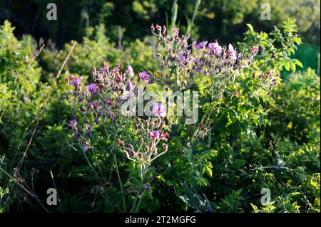 Il geranio viola appiccicoso (Geranium viscosissimum) è un'erba perenne originaria degli Stati Uniti occidentali e del Canada occidentale. Questa foto è stata scattata a Grand Teton nati Foto Stock