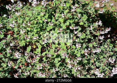 Il geranio di mela (Pelargonium odoratissimum) è un arbusto aromatico e medicinale originario dell'Africa meridionale. Foto Stock