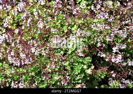 Il geranio di mela (Pelargonium odoratissimum) è un arbusto aromatico e medicinale originario dell'Africa meridionale. Foto Stock