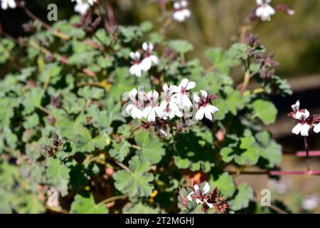 Il geranio di mela (Pelargonium odoratissimum) è un arbusto aromatico e medicinale originario dell'Africa meridionale. Foto Stock