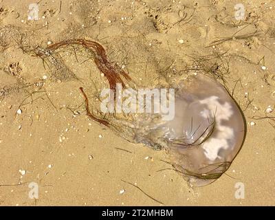 Arte della natura su una spiaggia portoghese. Delicate meduse lavate sulle sabbie baciate dal sole. Il suo corpo traslucido risplende alla luce del sole, Re Foto Stock