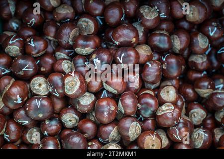 Conkers ad un Concorso di beneficenza tradizionale britannico in un pub di Angmering, West Sussex, Regno Unito. Foto Stock