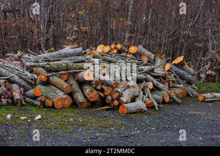 Tronco d'albero appena tagliato, un mucchio di tronchi vicino al lago Calamone. Reggio Emilia. Italia Foto Stock