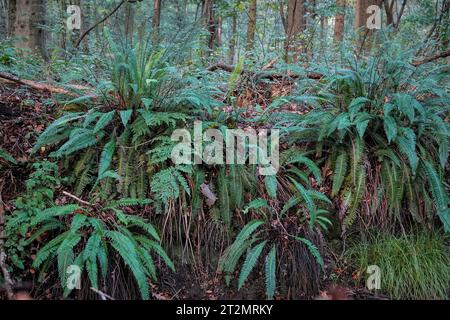 Primo piano naturale della stagione autunnale su due la felce dura o Cervo , Blechnum spiccante in un fosso nel bosco Foto Stock