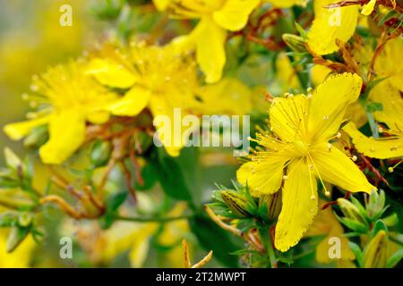 Perforare l'erba di San Giovanni (hypericum perforatum), concentrandosi su un singolo fiore giallo della pianta, mostrando i numerosi stami e i punti neri Foto Stock