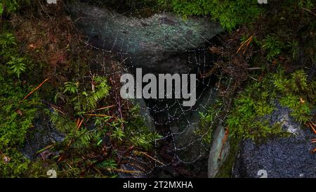 Cobweb nella foresta Foto Stock