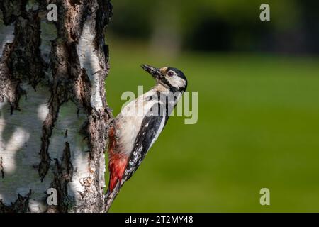 Picchio rosso maggiore su albero Foto Stock