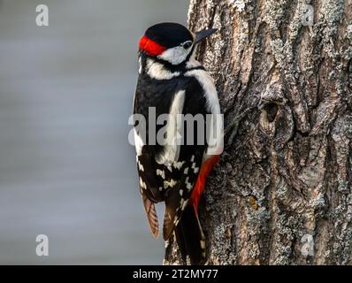 Picchio rosso maggiore Foto Stock