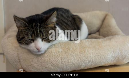 Ritratto di gatto bianco e nero Foto Stock