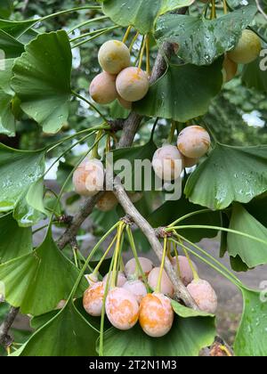 Frutti di Ginkgo appesi ai rami in autunno. Prospect Park, Brooklyn, New York. Foto Stock