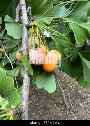 Frutti di Ginkgo appesi ai rami in autunno. Prospect Park, Brooklyn, New York. Foto Stock