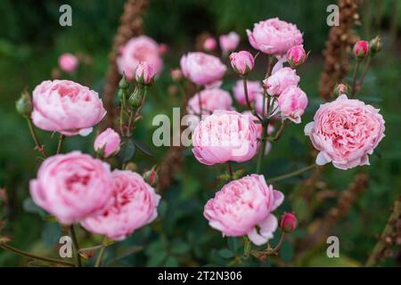 Rosa la rosa Alnwick fioritura nel giardino estivo. Un mucchio di doppio fiore nostalgico cresce sul confine. Austin selection Foto Stock