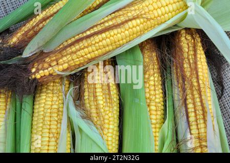 COB di mais giovane di maturità del latte Foto Stock