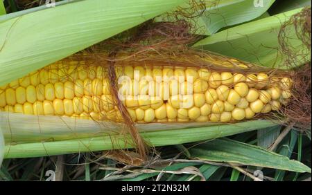 COB di mais giovane di maturità del latte Foto Stock