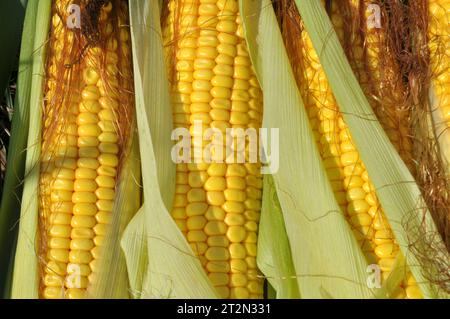 COB di mais giovane di maturità del latte Foto Stock