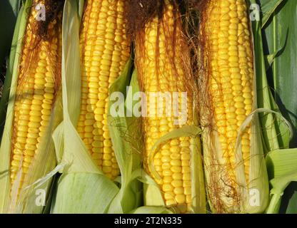 COB di mais giovane di maturità del latte Foto Stock