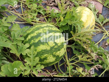 Nel campo, nel terreno aperto cocomeri maturano Foto Stock