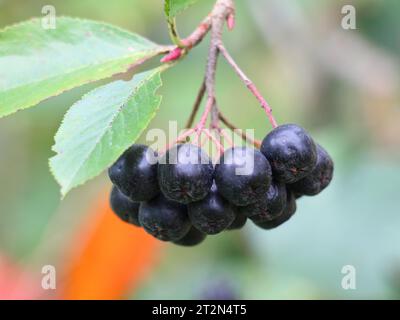 Ramo di chokeberry (Aronia melanocarpa) con bacche nere mature Foto Stock