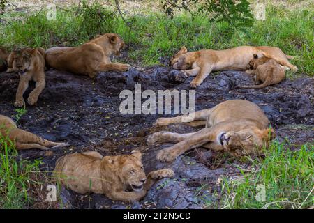 Una famiglia di leoni e leonesse con un cucciolo che riposa sotto un albero nella Selous Game Reserve in Tanzania Foto Stock