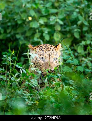 leopardo o pantera maschio selvatico o panthera pardus si trovano a fronteggiare un primo piano e un momento di peekaboo dietro gli alberi e le foglie in uno sfondo naturale monsonico Foto Stock