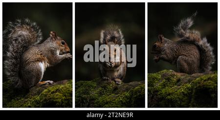 Trittico di uno scoiattolo grigio, Sciurus carolinensis seduto su un muro coperto di muschio che dà da mangiare. Foto Stock