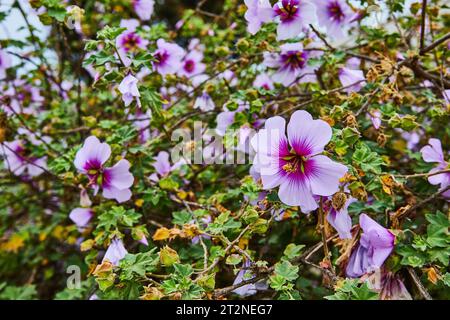 Primo piano del fiore viola lilla con centro viola scuro con cespuglio fiorito sullo sfondo Foto Stock