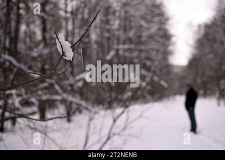 orecchini su rami di albero e un uomo che cammina attraverso una foresta primaverile Foto Stock