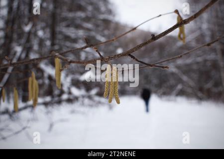 orecchini su rami di albero e un uomo che cammina attraverso una foresta primaverile Foto Stock