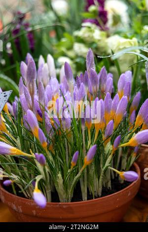 Crocus Fire Fly fiorisce in giardino in primavera Foto Stock