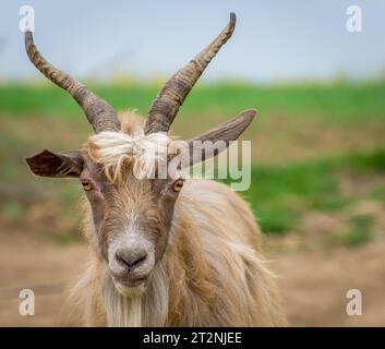 capre primaverili in campo Foto Stock