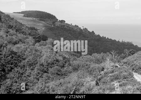 Foto del sentiero che conduce alla spiaggia di Glenthorne nell'Exmoor National Park Foto Stock